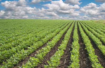 managing-weeds-soybeans.jpg